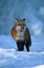 red_fox_on_blue_snow